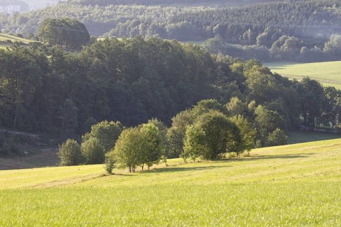 Hilly landscape with meadows and forest in the background in a summery atmosphere, Freudenberg,