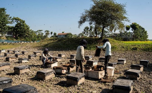 Beekeeper pulls honeycombs out of beehives to extract honey in a honey production unit near a