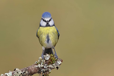 Blue Tit (Parus caeruleus), perched on a branch covered in lichen, Wilnsdorf, North