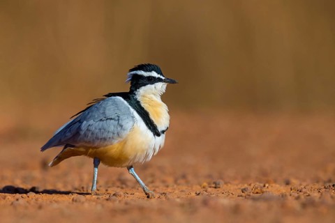 Crocodile-bird, (Pluvianus aegytpticus), Crocodile-bird, Egyptian Plover, Pluvian fluviatile,