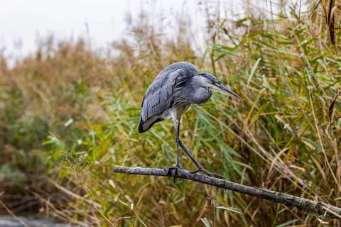 Grey heron (Ardea cinerea) Germany