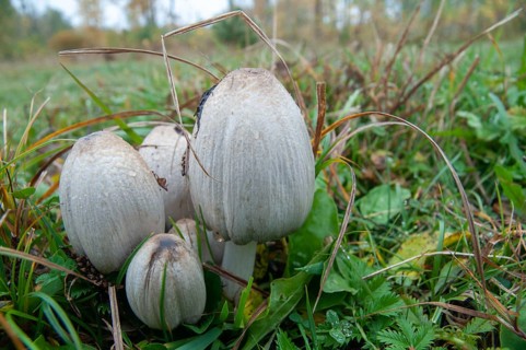 Common ink cap, Coprinopsis atramentaria, Coprinus atramentarius, wrinkle tint, gray tintling, knot