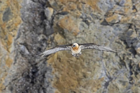 Bearded vulture, lammergeier, (Gypaetus barbatus), (Gypaetus barbatus meridionalis), flight photo,