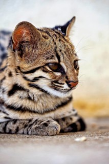 A side view of a cat lying on the ground and looking pensive, a tiger cat in an enclosure in