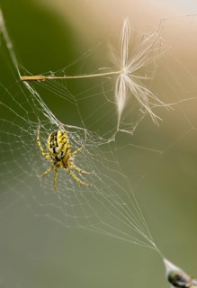 Arachnida, Cricket Bat Orb Weaver, Lined Orb Weaver, Mangora Acalypha, Arachnid, Striped Spider,