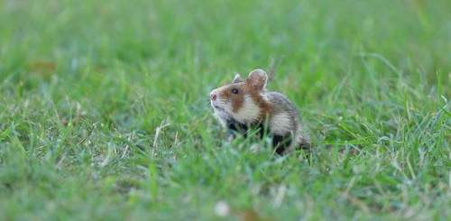 Field hamster (Cricetus cricetus), in a meadow, Vienna, Lower Austria, Austria