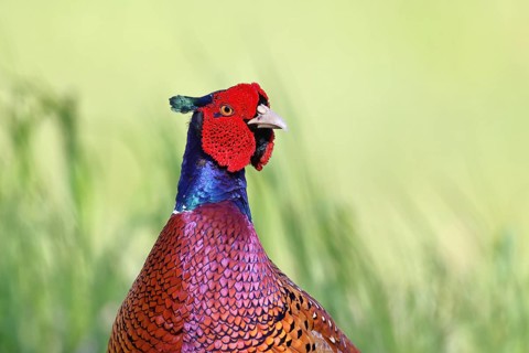 Pheasant, common pheasant (Phasianus colchicus), adult male bird in a meadow, animal portrait,