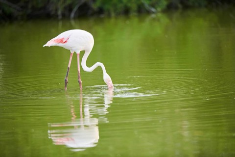 Greater Flamingo (Phoenicopterus roseus) walking in the water, Parc Naturel Regional de Camargue,