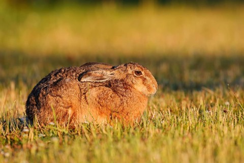 A brown hare (Lepus europaeus) sits in a meadow in the morning light, North Rhine-Westphalia,