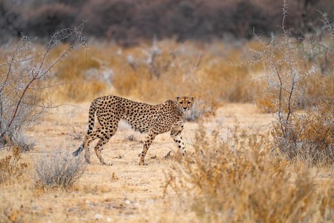 Cheetah (Acinonyx jubatus) runs in dry savanna, Etosha National Park, Namibia