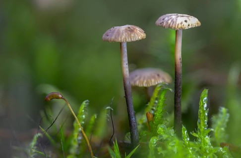 Androsaceus perforans, gymnopus perforans, marasmiellus perforans, micromphale perforans,