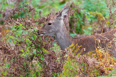 A female sika deer (Cervus nippon) stands in hilly terrain in a clearing overgrown with ferns and