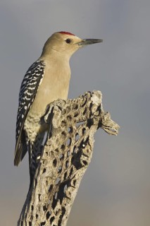 Gila Woodpecker (Melanerpes uropygialis), Arizona, USA