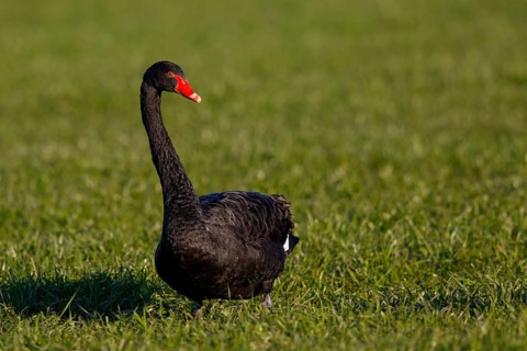Black Swan (Cygnus atratus), North Rhine-Westphalia, Germany