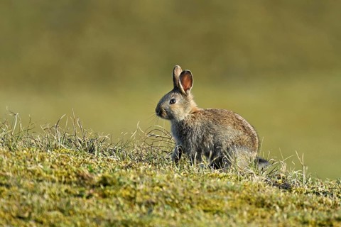 Wild rabbit (Oryctolagus cuniculus), sitting on a meadow, Texel, West Frisian Islands, province of