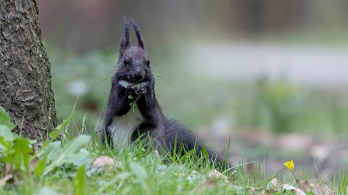 Eurasian red squirrel (Sciurus vulgaris) eating dandelion leaves on the ground, Austria, Upper