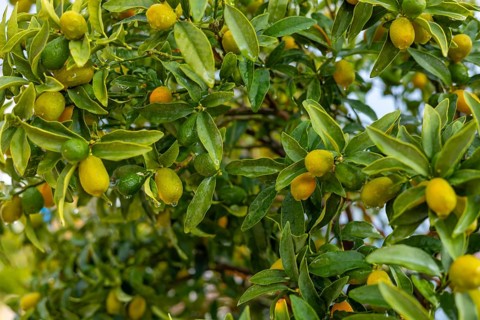 Kumquat treee. Bright green leaves surround small citrus fruits, varying in ripeness. Sunlight
