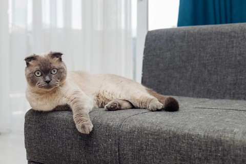 Scottish fold gray cat relaxes comfortably on a couch in a bright and airy living room setting