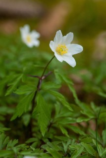 Anemone nemorosa, wood anemone, European thimbleweed, buttercup, ranunculaceae, flora, spring, high