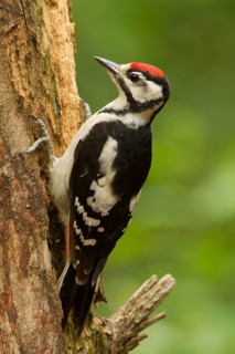 Great Spotted Woodpecker (Dendrocopos major) juvenile, Utrecht, Netherlands