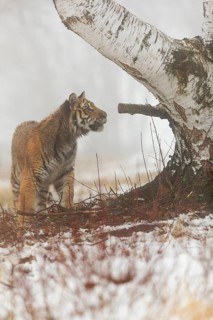 One young Siberian Tiger, Panthera tigris altaica, standing erected at a birch tree with dense fog