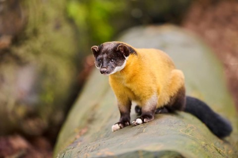 Yellow-throated marten (Martes flavigula) on an old tree trunk, Germany