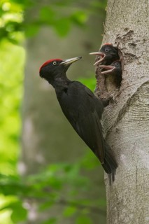 Black Woodpecker (Dryocopus martius) male feeds chicks in nest cavity, Saxony, Germany