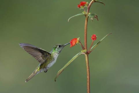 White-bellied Mountain Gem (Lampornis hemileucus), Costa Rica