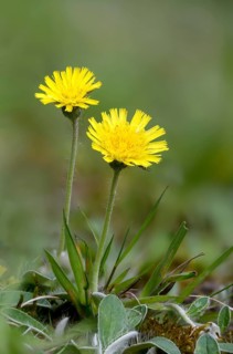 Asteraceae, hawkweed, hieracium pilosella, small hawkweed, daisy, long-haired hawkweed, mouse-ear