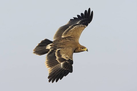 Steppe Eagle (Aquila nipalensis), Oman