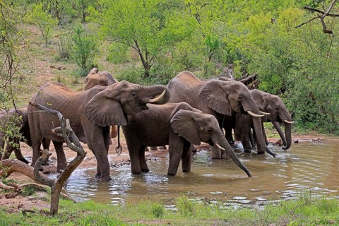 African elephant (Loxodonta africana), adult, juvenile, group, herd, at the water, drinking, Kruger