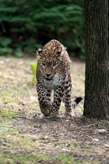 Sri Lanka Leopard (Panthera pardus kotiya), adult, stalking, running, alert, Sri Lanka