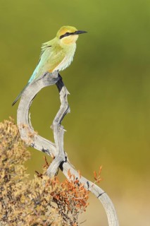 Rainbow Bee-eater (Merops ornatus) juvenile, Western Australia, Australia