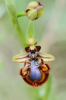 Mirror orchid (Ophrys speculum), flower, Algarve, Portugal