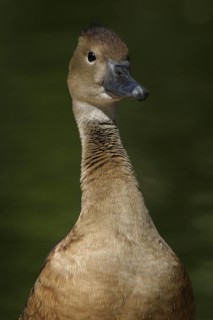 Fulvous Whistling Duck (Dendrocygna bicolor), Arizona, USA