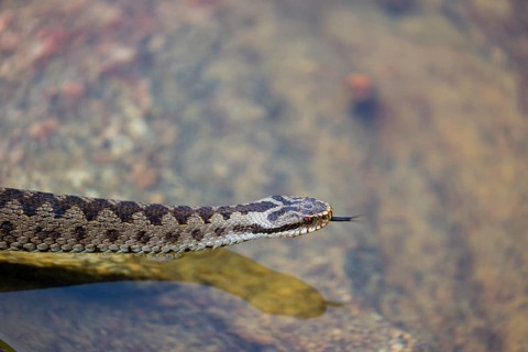 One Vipera berus, the common European adder or common European viper, creeps over a rootstock and