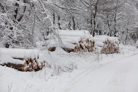 Woodpile in a forest in winter, Märzenbecher path, between Reblin and Valbert, Meinerzhagen,