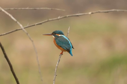 A common kingfisher (Alcedo atthis), Sreepur, Gazipur, Bangladesh