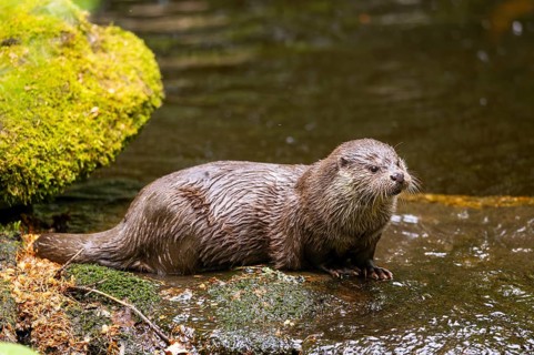 Eurasian otter (Lutra lutra) on the edge of a little lake in a forest, Bavaria, Germany