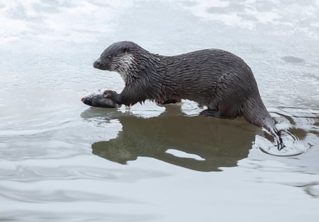 Otter (Lutra lutra) with prey fish at a partly frozen pond, snow, Germany