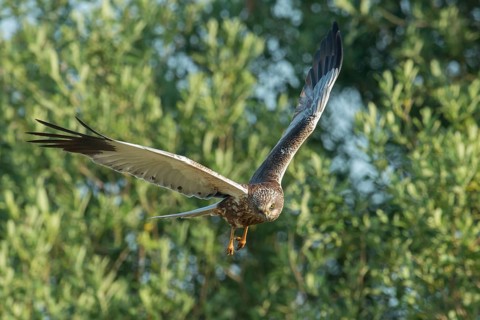 Western Marsh Harrier (Circus aeruginosus) male flying, Schleswig-Holstein, Germany