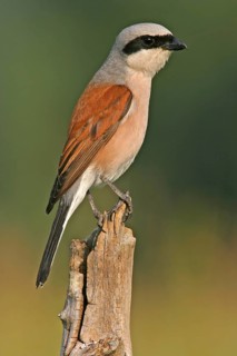 Red-backed shrike (Lanius collurio), Pie-griËche Ècorcheur, AlcaudÛn Dorsirrojo, Spider, spider,