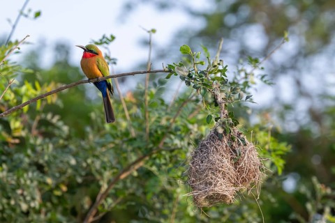 Red-throated Bee-eater (Merops bulocki) sitting at its nest on a branch, Murchison Falls NP, Uganda