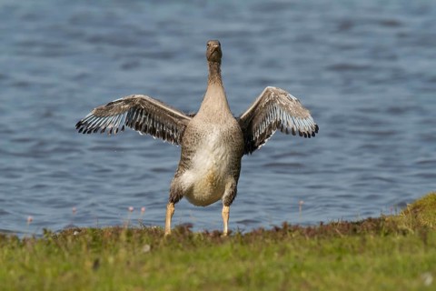 Greylag Goose (Anser anser) juvenile, Texel, Netherlands