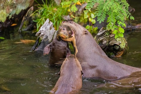 An adult giant otter or giant river otter (Pteronura brasiliensis) carries a 2-month-old juvenile