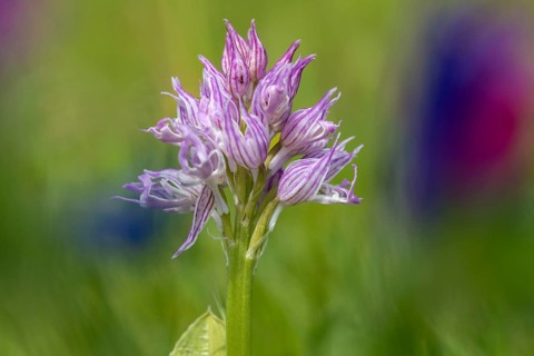 Granelli, Italian Orchid, Italian Orchid, Italy, Orchids, Orchis Italica, Pantani Cuba and