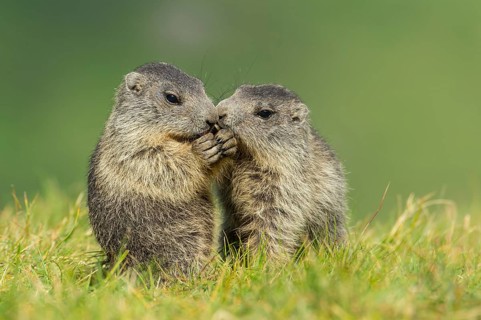 Alpine Marmot (Marmota marmota) two young playing, High Tauern National Park, Carinthia, Austria