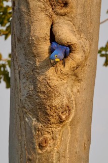 A blue hyacinth macaw peeks out curiously from a tree hollow, surrounded by natural bark, hyacinth