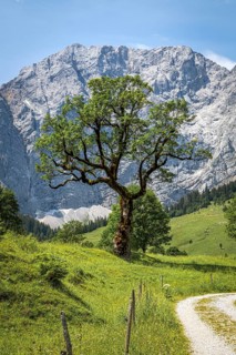 Large maple soil in the Karwendel nature park Park in Rißtal, Hinterriß, Tyrol, Austria