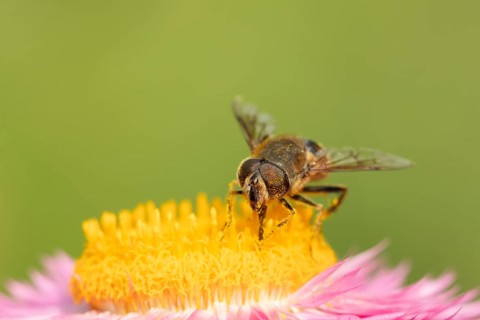 Patchwork leafcutter bee (Megachile centuncularis) adult insect feeding on a Strawflower flower in